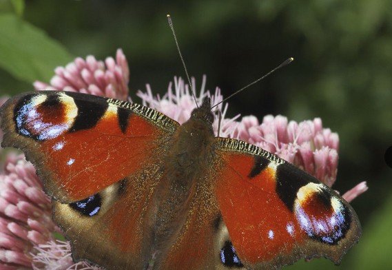 Biodiversité&nbsp;: adoptons les bons réflexes pendant la période de nidification