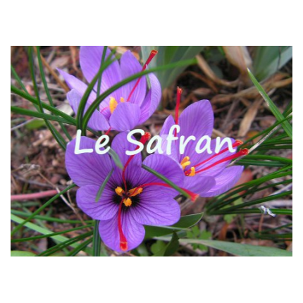 Le safran de la Ventue, à Puiselet-le-Marais
