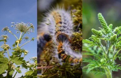 Attention&nbsp;: les processions de nymphose des chenilles processionnaires du pin ont commencé&nbsp;!