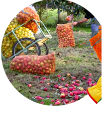 pressage logo