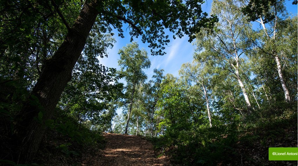 L’exposition «&nbsp;La forêt face au changement climatique&nbsp;»