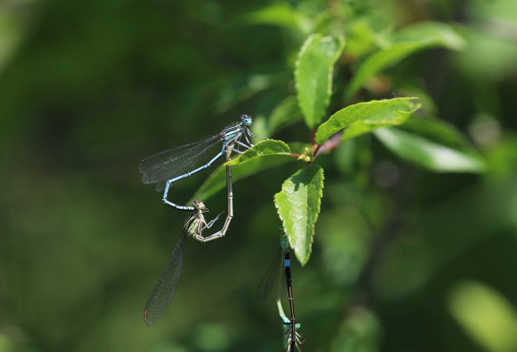 En 2025 : les 40 ans de la Loi sur les Espaces naturels senibles (ENS)
