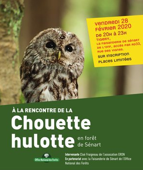 la chouette hulotte