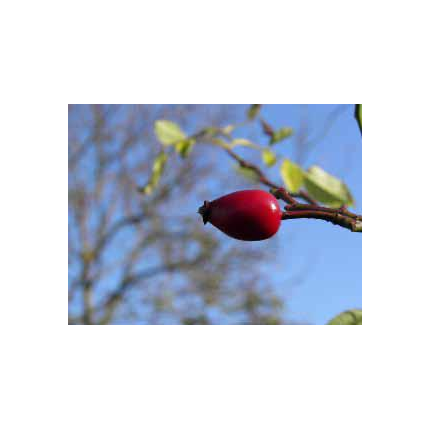 Animation à l'Ecole du Jardin Planétaire (Viry-Châtillon)