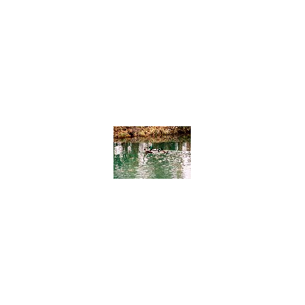 L'année 2009 au thème de l'eau