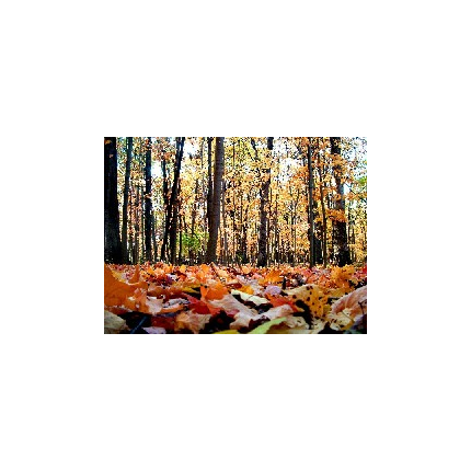 Colloque "la forêt dans tous ses états"