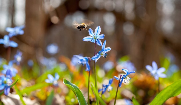 Trophée Fleur Verte 2025 : Soyez récompensés pour vos pratiques vertueuses pour l’environnement
