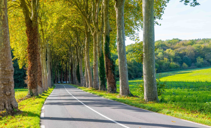 allee arbres essonne