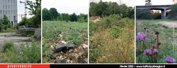 Vie et devenir des friches franciliennes : dynamiques et enjeux écologiques