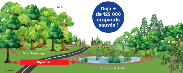 Mobilisation citoyenne pour la sauvegarde des amphibiens en période de migration